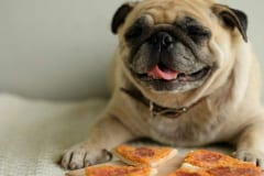 Un carlino felice con la pizza