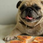 Un carlino felice con la pizza