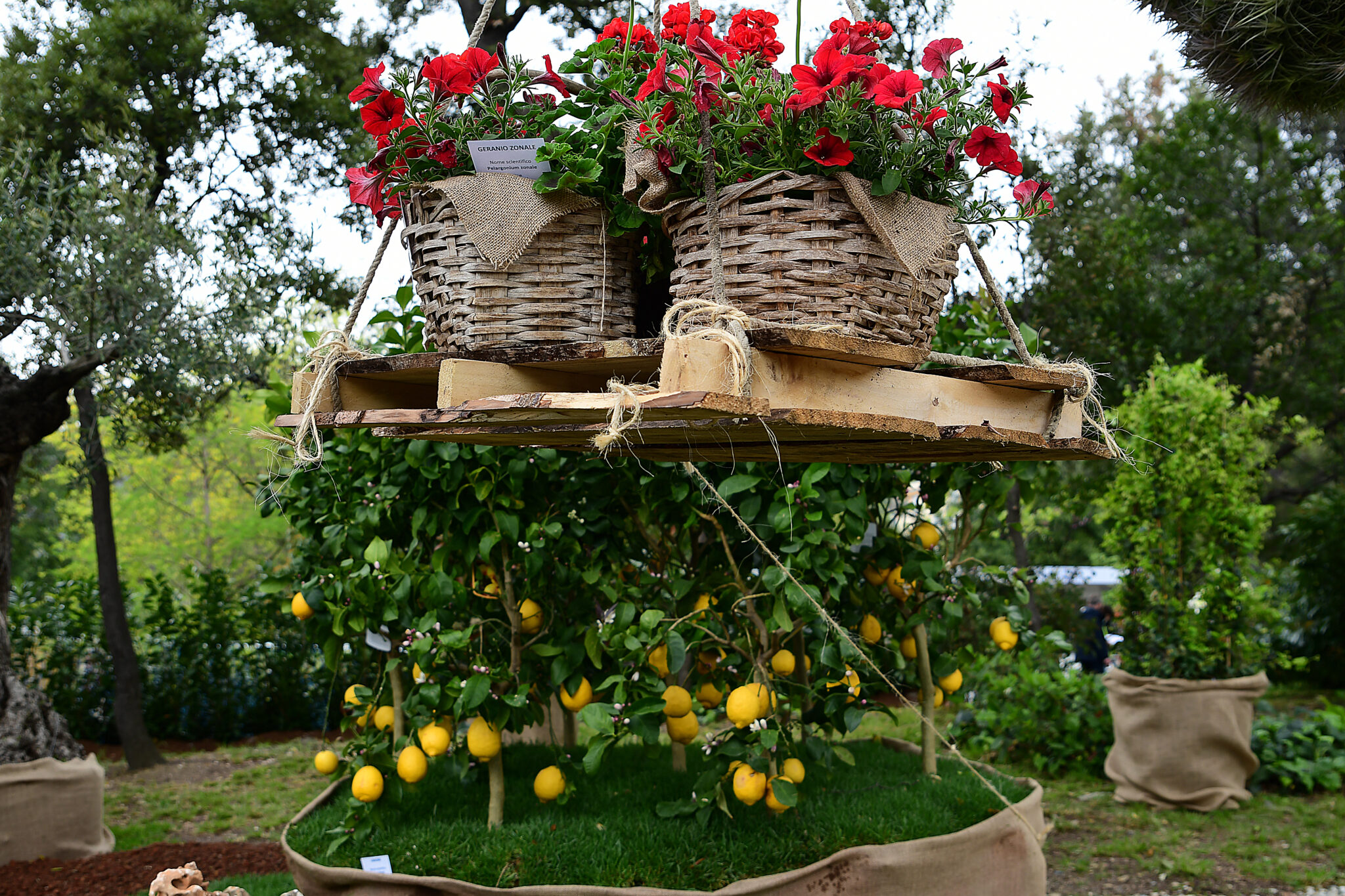 cesti di fiori e piante limoni 