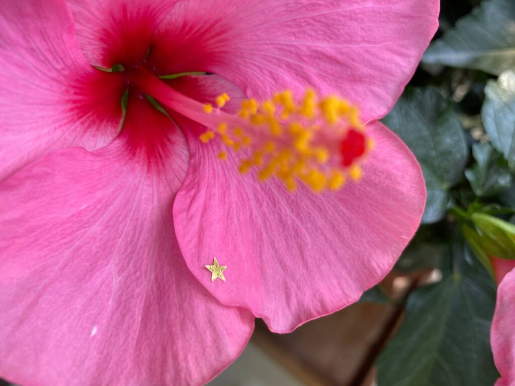 Fiore di ibisco rosa