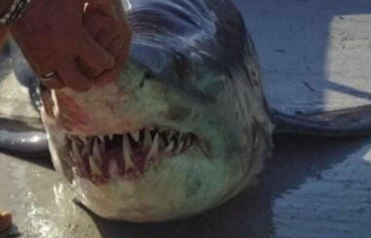 squalo bianco pescato a Licata