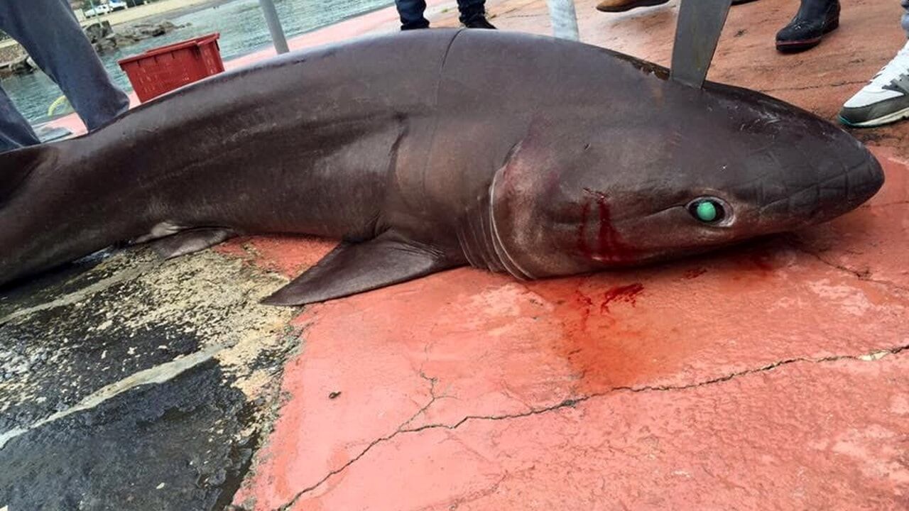 Lo squalo capopiatto catturato a Pisciotta a maggio 2022