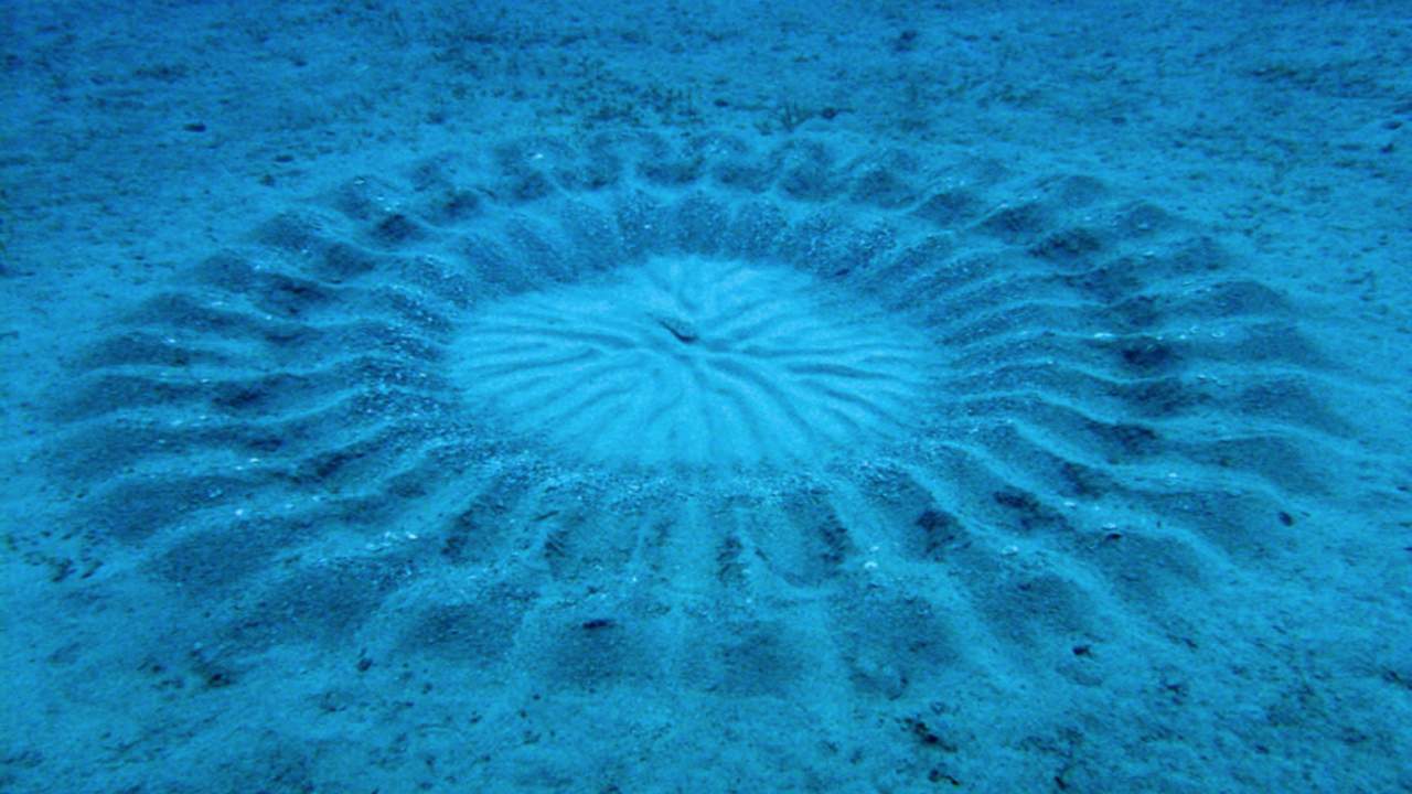 Un crop circle subacqueo