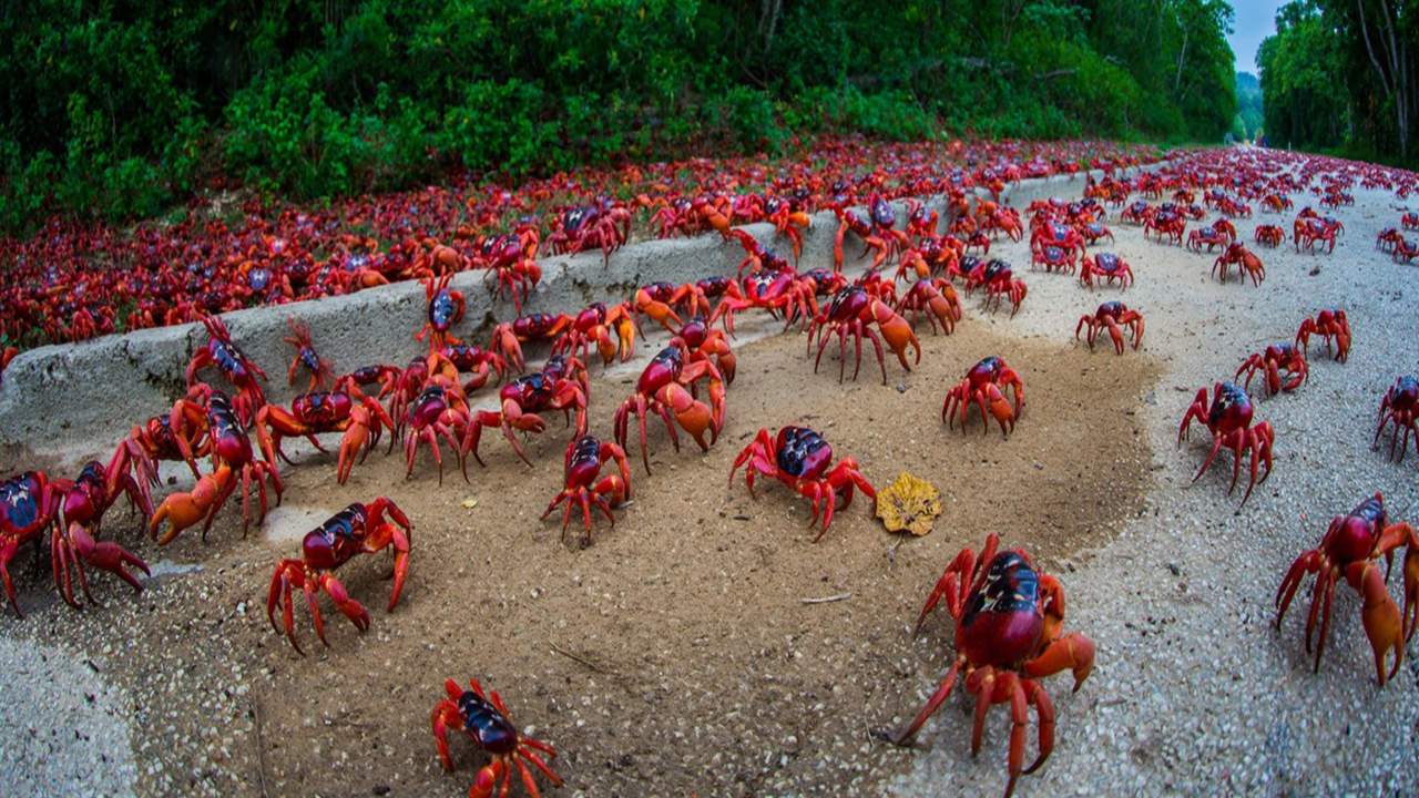 La migrazione dei granchi rossi su Christmas Island