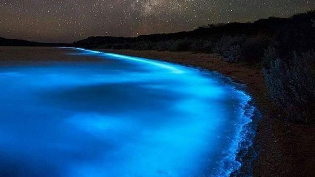 La bioluminescenza illumina le rive di una spiaggia