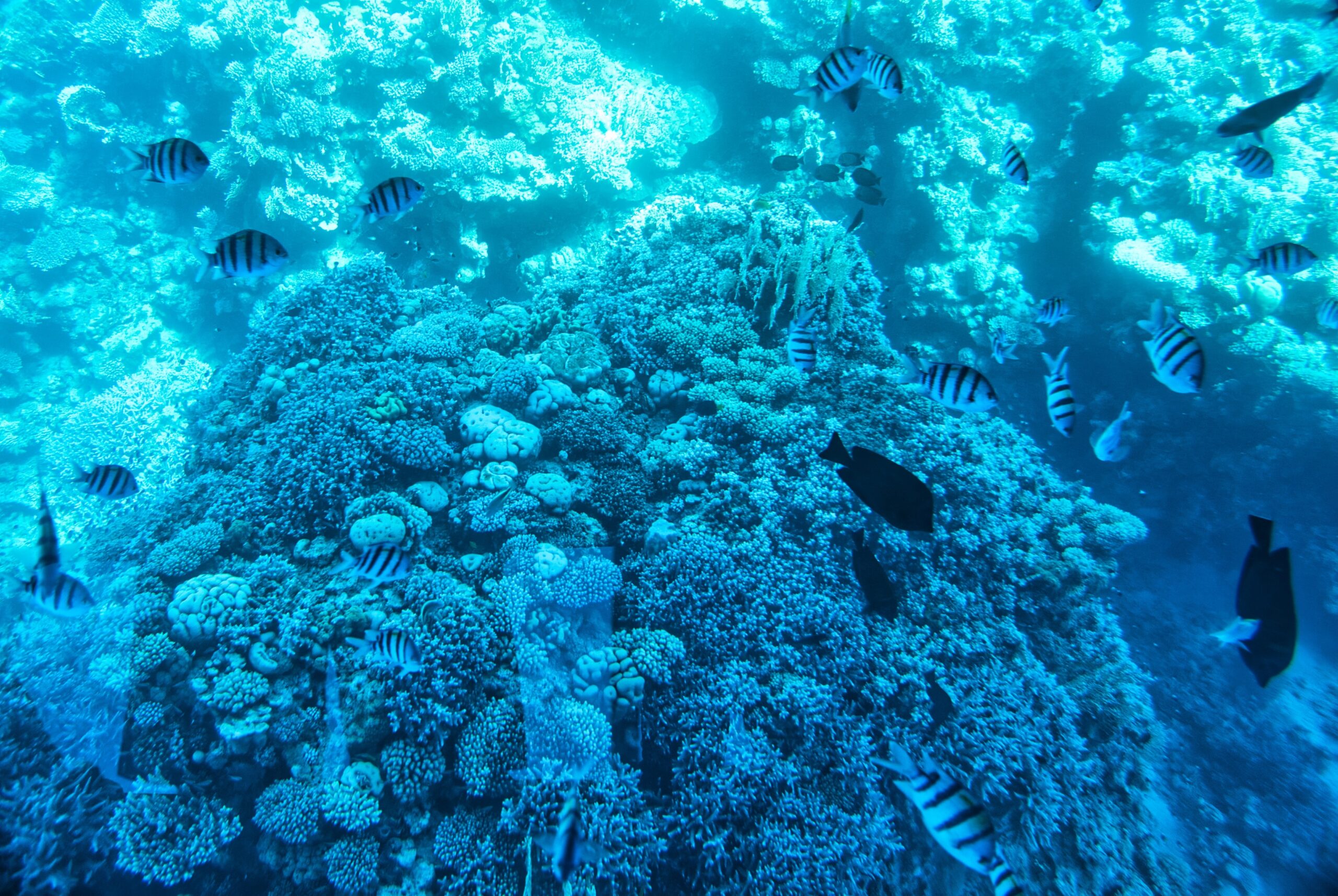 barriera corallina a Sharm El-Sheik, in Egitto