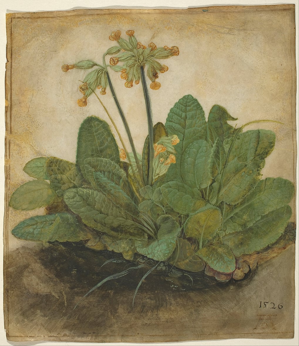 Ciuffo di primule - Albrecht Dürer