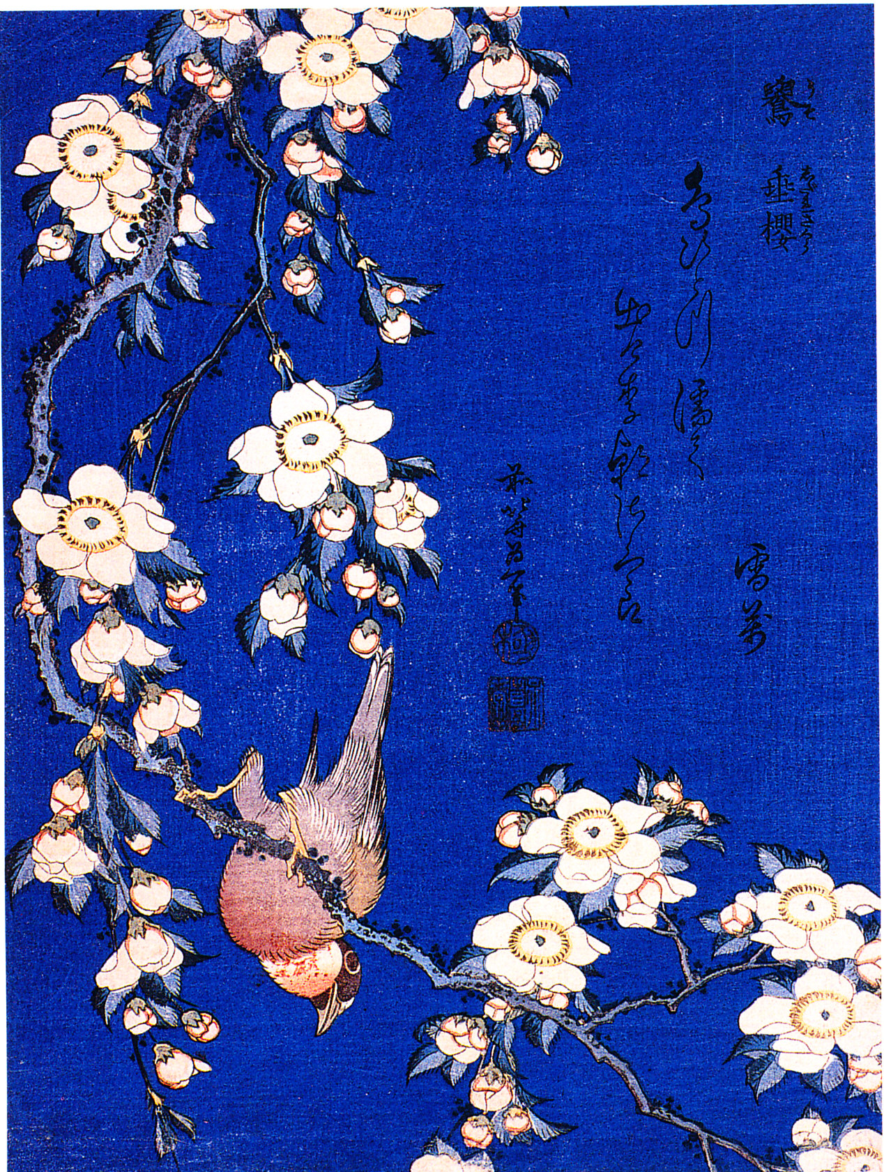 Ciuffolotto e fiori di ciliegio piangenti - Katsushika Hokusai
