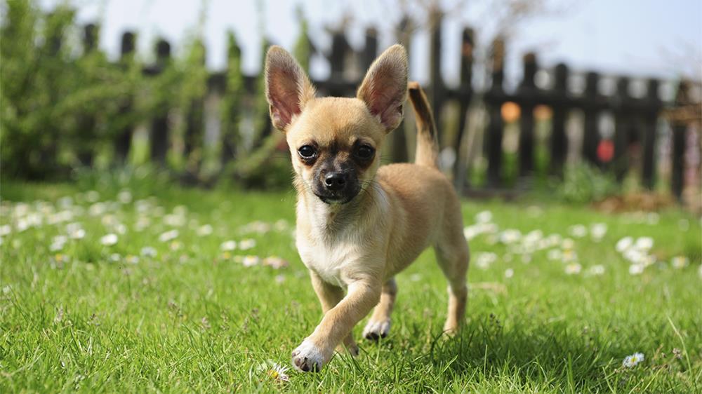 cane razza Chihuahua
