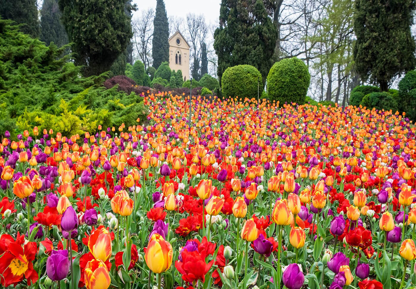 i tulipani del parco giardino Sigurtà