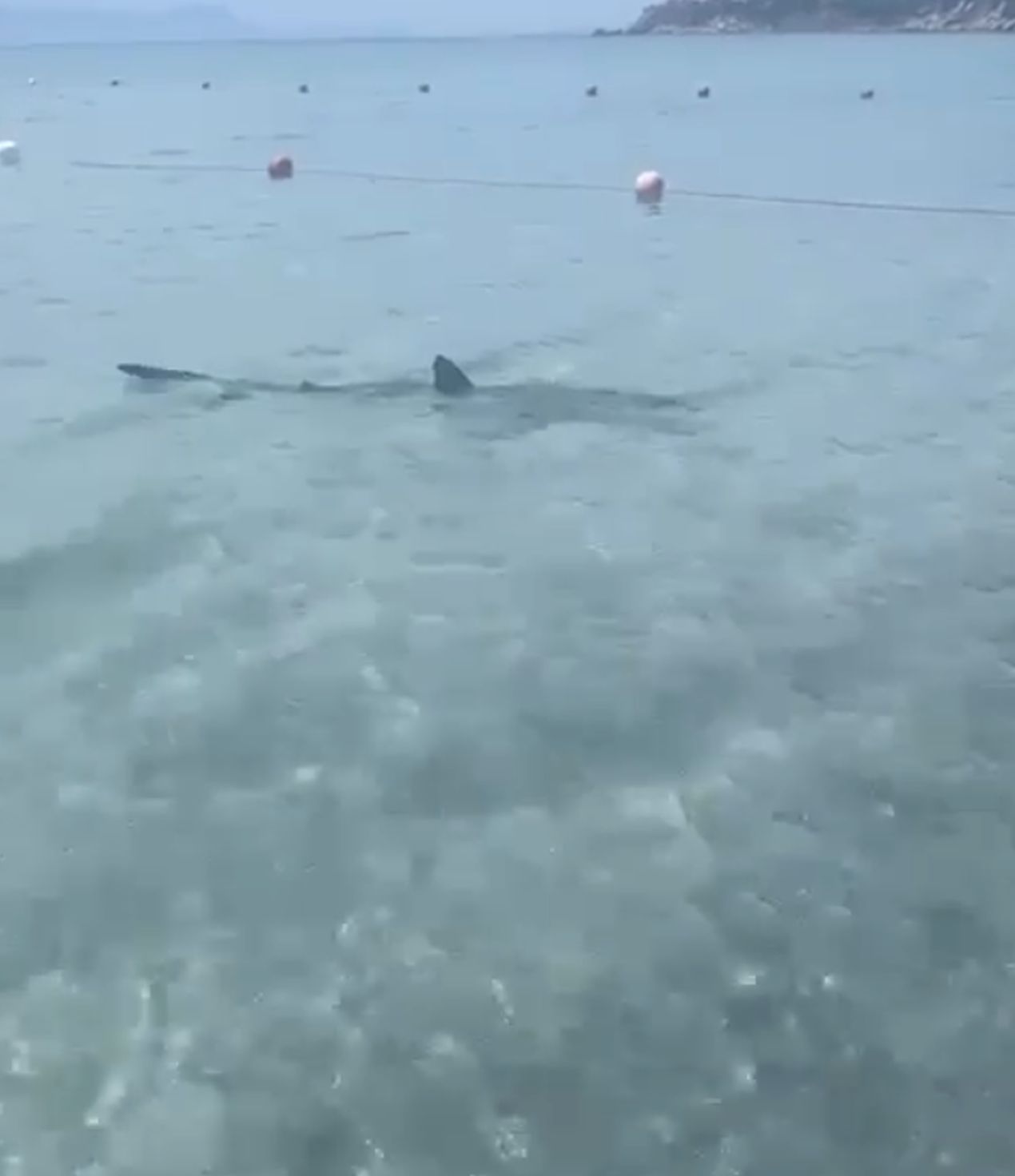 Torre delle Stelle, squalo in acqua