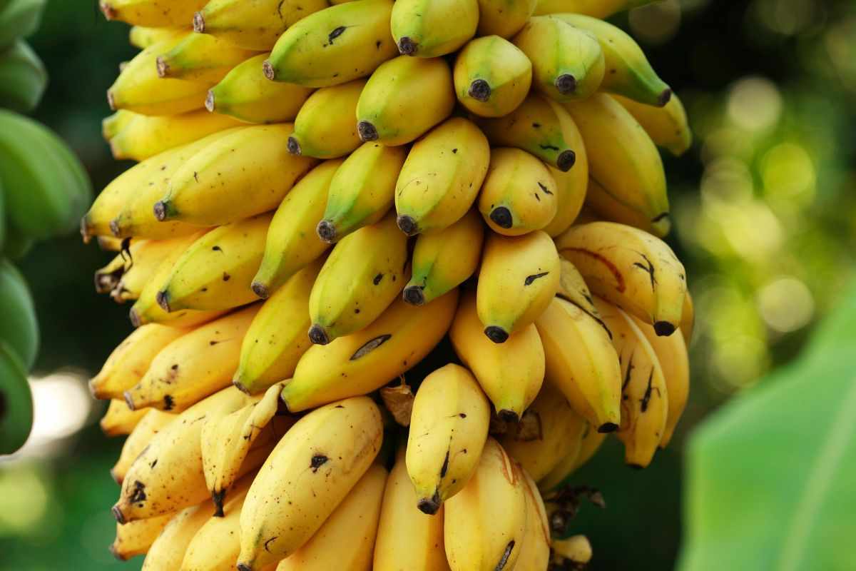 cambia il tuo corpo in 30 giorni con una banana